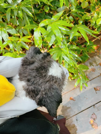 秋のニセコ満喫休暇の記事動画