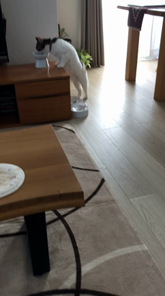 我が家のにゃんこの記事動画