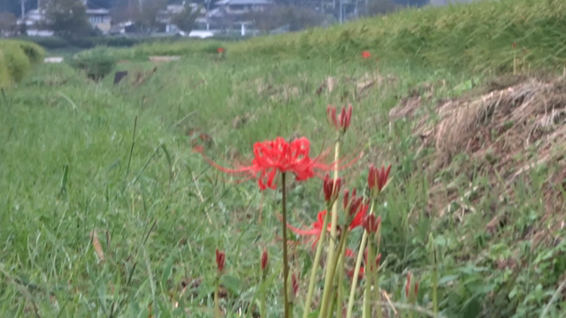 秋の声の記事動画