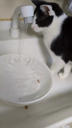 特技2-水の研究プープーの記事動画