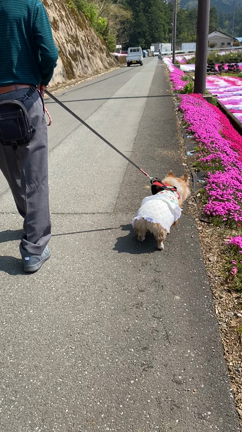 芝桜目当てのお出かけが・・・の記事動画