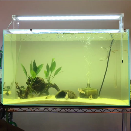 アオコ対策 成果あり そして 水草の新入り 観葉植物と趣味日記 By Hyakkasan