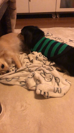 毎日マメなお兄ちゃんの記事動画