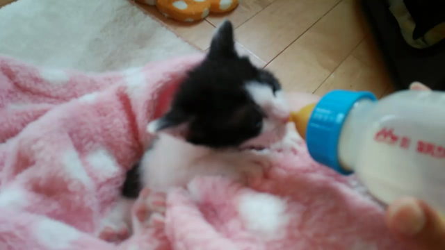 2016年 ミルク猫⑫ ひよこ離乳食開始？の記事動画