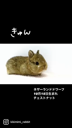 10/15生まれのネザーちゃん達Ⅲ♪の記事動画