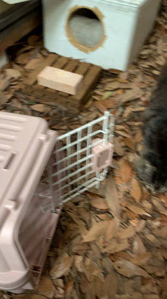 愛猫ルナとの出会い〜天国に昇るまで Ⅲの記事動画