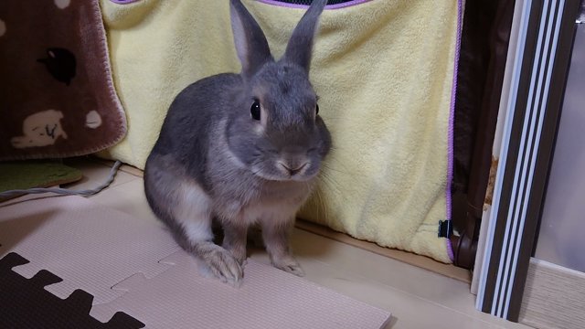 お久しぶりですよの記事動画