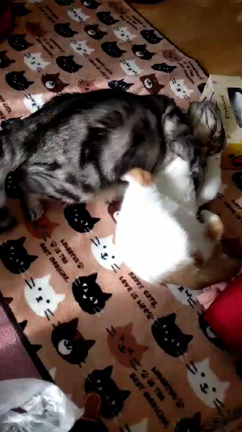 挑むくうちゃんの記事動画