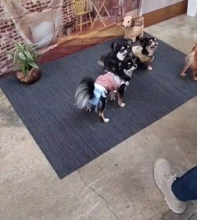 チワワDAY　ドッグカフェCOCORURU【小田原】の記事動画