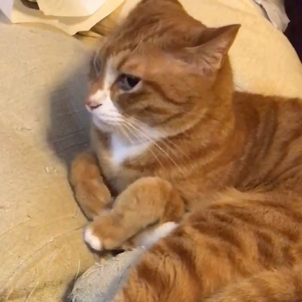 とら2019夏の記事動画