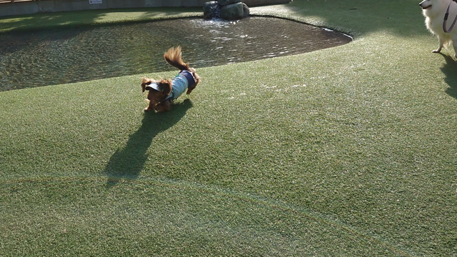 ドギーズアイランドに行ってきたよ②の記事動画