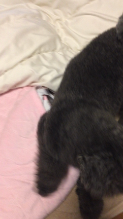 しつこい。の記事動画