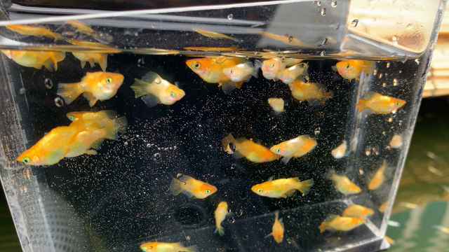 ダルマメダカを作ろう（メダカの特徴を伸ばそう２）の記事動画