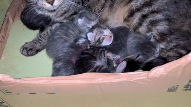 しあわせにゃんこさんのプロフィールページ