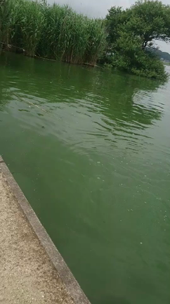 イマエビ　ロングスカート(^^)vの記事動画