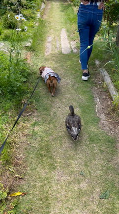 コールダックのbirdくんを連れて、大神ファームに行って来ました！の記事動画