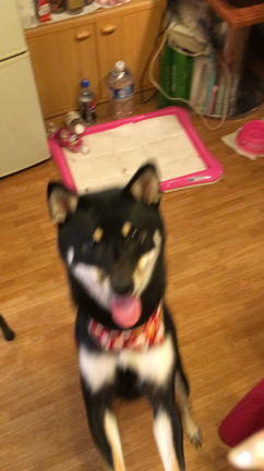 お知らせ続きですが、重要なお知らせ盛り沢山！芸をする柴ちゃん！トリミングの子達のご紹介です♪の記事動画