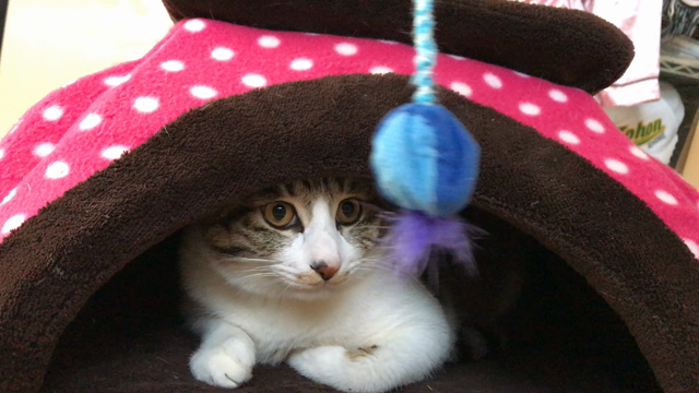 遊びモード0%の記事動画