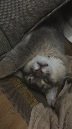 体育座りの記事動画