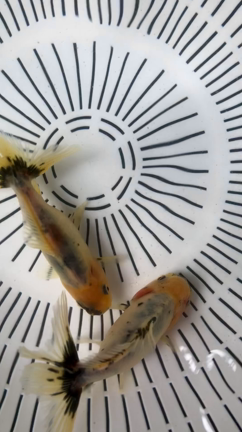 鈴木東学会　ヌルヌルの練習の記事動画