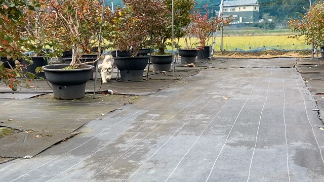 看板犬と一緒にできる仕事は楽しい！の記事動画