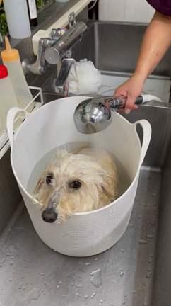 昨日、今日のワンコの記事動画