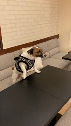 北池袋スナック【山崎】年末年始の営業の記事動画