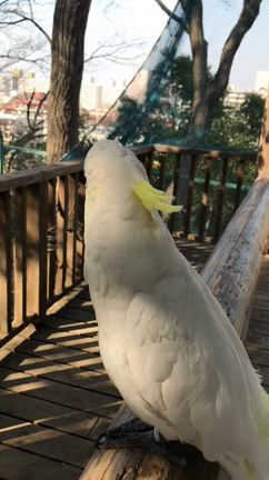 ■オウムと春散歩の記事動画