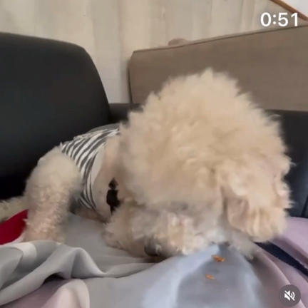 愛犬 MOKOの事..の記事動画