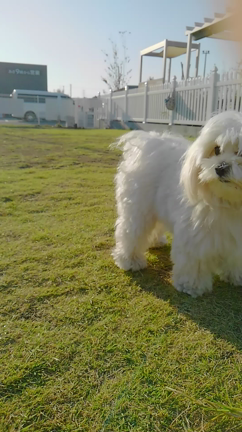 栗栗豆男♂とニコちゃん♀の記事動画