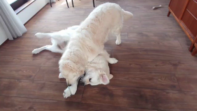 迷うことで『知る』フレンチブルドッグ専門店B&BFRENCHの記事動画