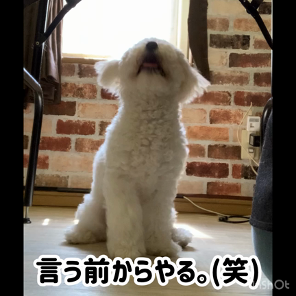 ⸜7/4 ★ お客様わんちゃんのご紹介⸝の記事動画