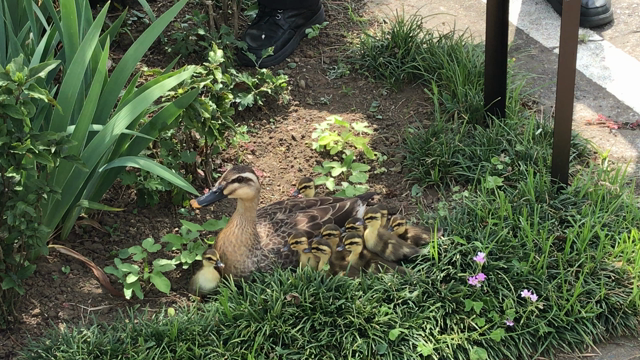 キューーーーーートな出会い♪(๑ᴖ◡ᴖ๑)♪の記事動画