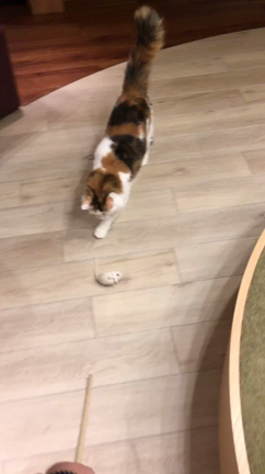 猫カフェの記事動画