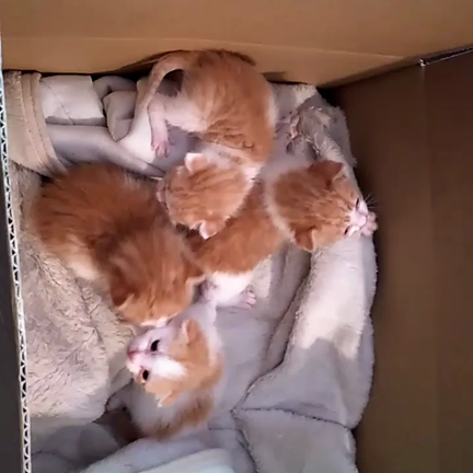 子猫のお母さんやってました！の記事動画