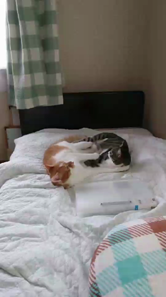 真のジャイアンは・・・の記事動画