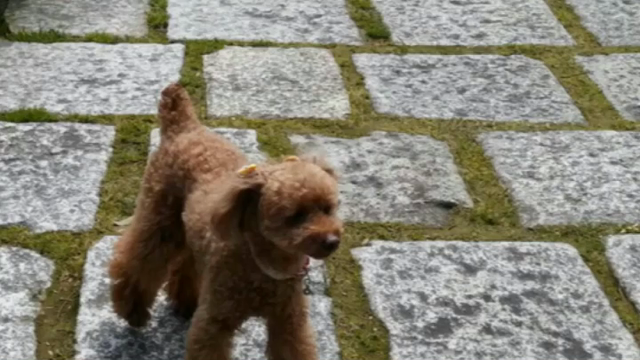 ♡2017年のご挨拶と思い出♡の記事動画