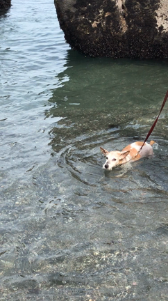 わんこのハゲた首に毛が生えてきた(ハーブ)の記事動画