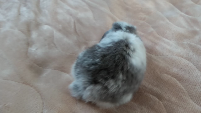 初日からうさんぽ♪の記事動画