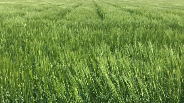 海南鶏飯の記事動画