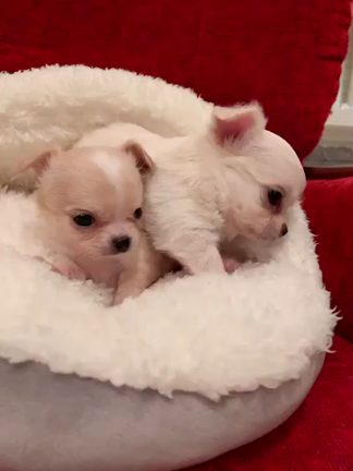 チワワ赤ちゃん1カ月経ちました❣️の記事動画