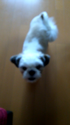 日常の記事動画