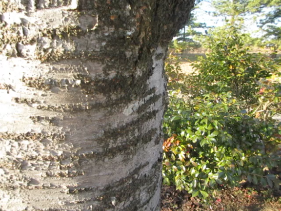 卒業カウントダウーンの記事動画