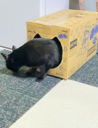 いつもハイトーン•ヴォイスの記事動画