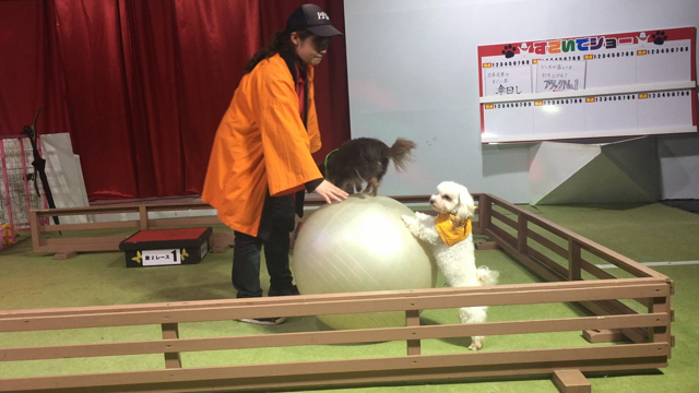 誕生日☆の記事動画