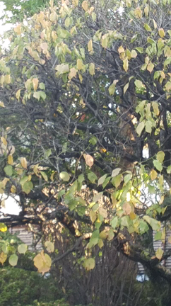 スーパー・ボーカル・トリオ・コンサートの放送。の記事動画