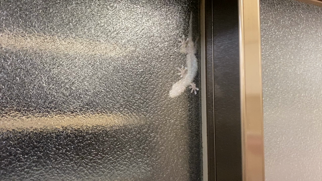 昨夜のヤモリ君の記事動画