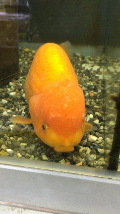 ペットショップの記事動画