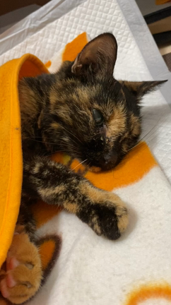 ビーちゃんらしさの記事動画