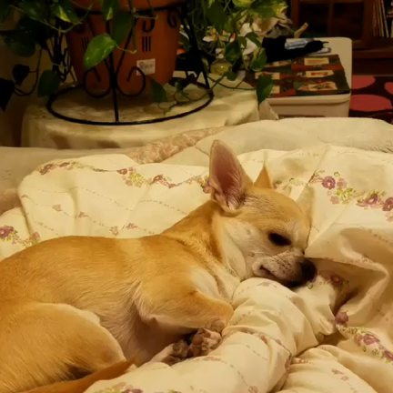 映える~の記事動画